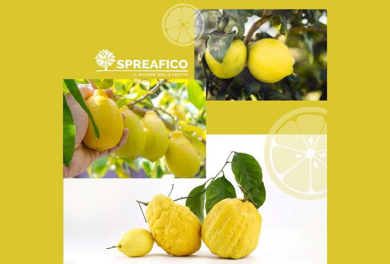 Spreafico Frutta Fresca • Limone, bergamotto, cedro • Agrumi